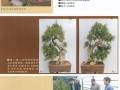 图解 侧柏盆景怎么蟠扎造型的11个步骤