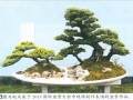 2013 国际盆景大会有一个鲜明的主题传承文化 亲近自然