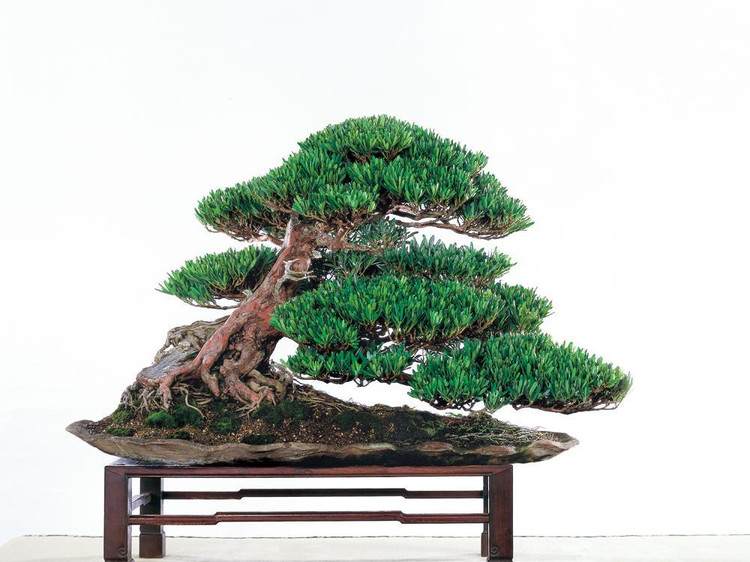 2013国际盆景大会扬州宣言