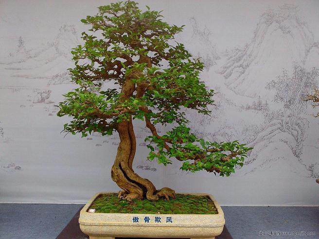 上世纪80年代是台湾盆景发展的最蓬勃黄金岁月