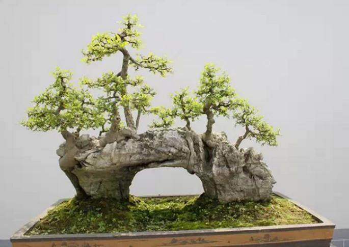 上世纪80年代是台湾盆景发展的最蓬勃黄金岁月