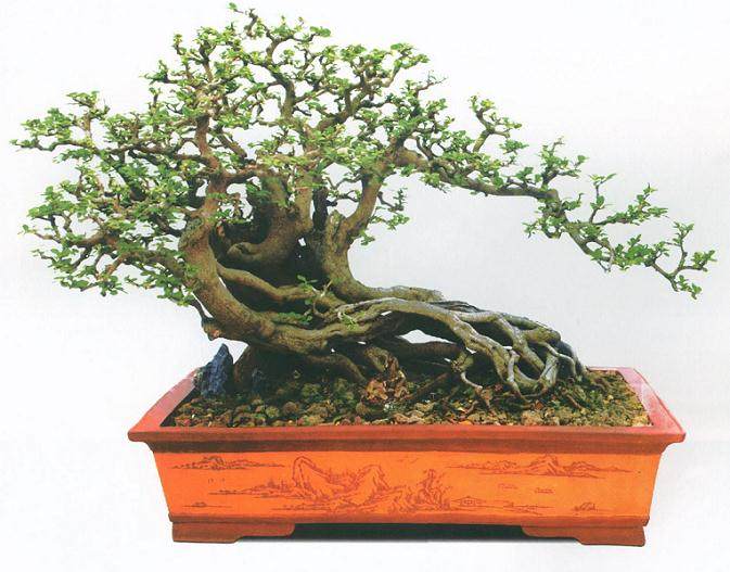 树桩盆景作品底部盘根错节,桩头霸气轩昂【图】