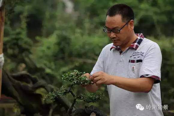 左世新的金弹子盆景艺术