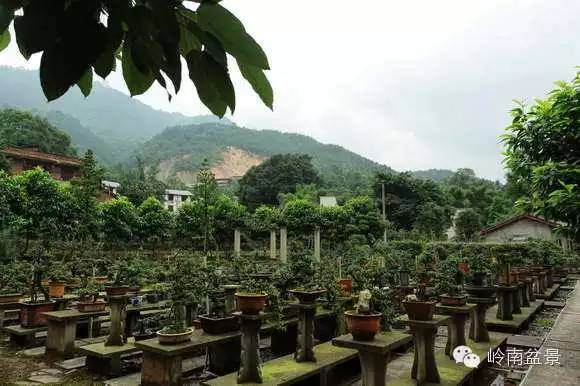 左世新的金弹子盆景艺术