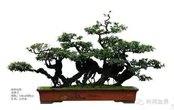 左世新的金弹子盆景艺术