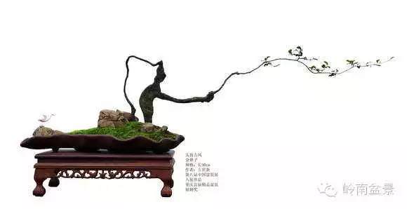 左世新的金弹子盆景艺术