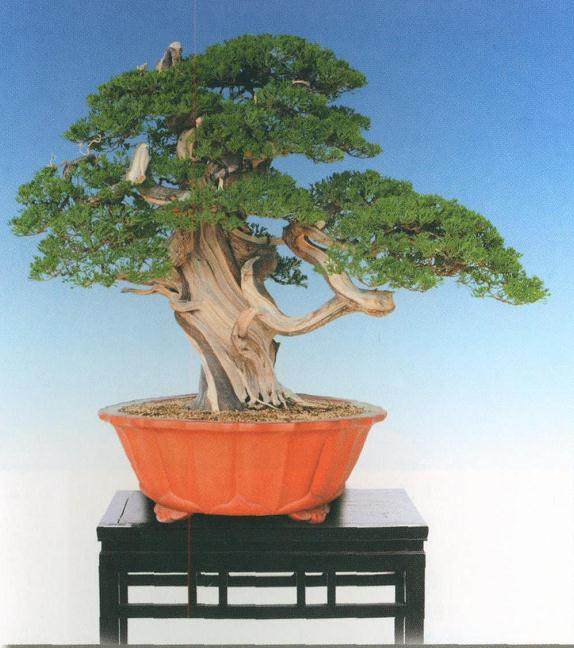 莆田听松园黄金耀先生收藏的盆景作品《岱岳之魂》