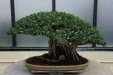 盆景树干的造型方法