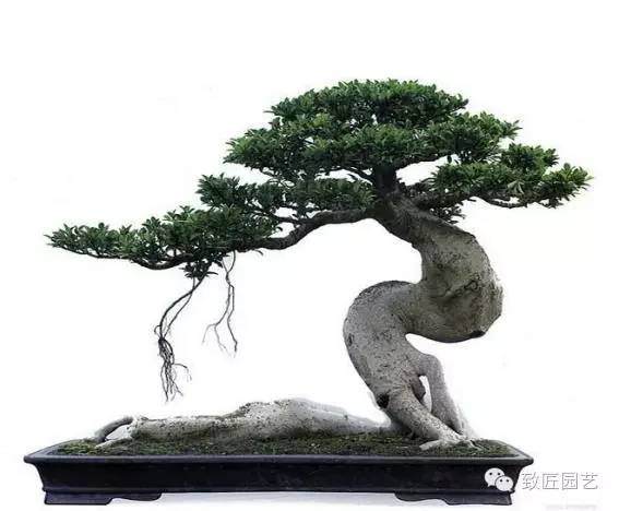 怎样才能拥有一盆上好的榕树盆景?