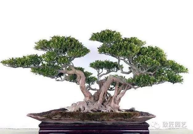 怎样才能拥有一盆上好的榕树盆景?