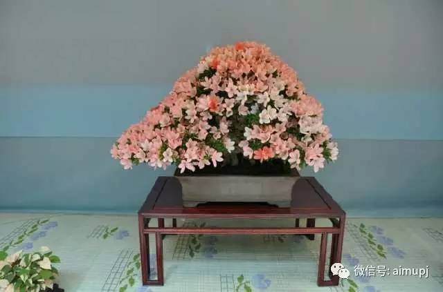 杜鹃花扦插主要在每年的2月-5月份