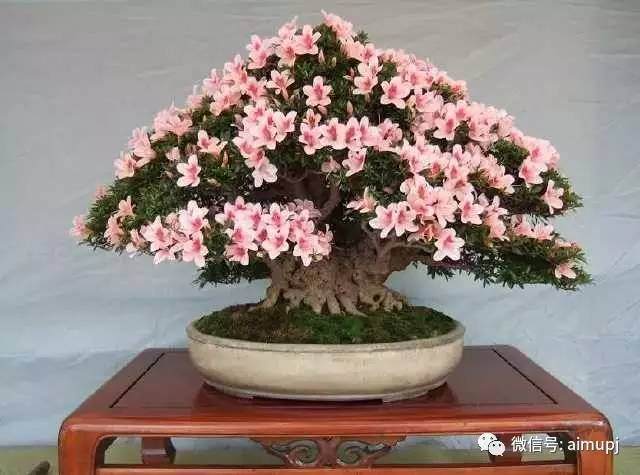 杜鹃花扦插主要在每年的2月-5月份