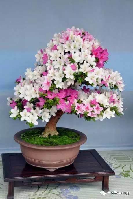 杜鹃花扦插主要在每年的2月-5月份