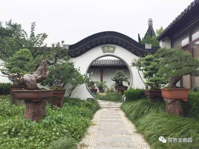 江苏盆景协会联盟主席张小宝一行相约师真园！