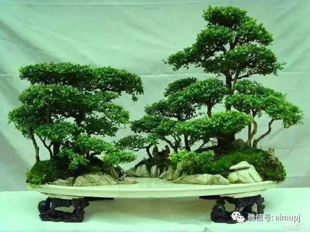 要想大树盆栽移植成活率高,这些原理必须懂!