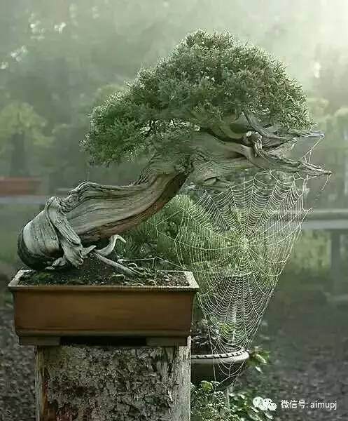 要想大树盆栽移植成活率高,这些原理必须懂!