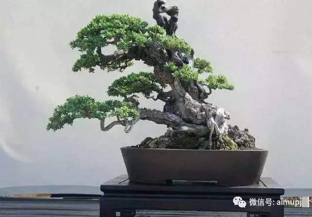 要想大树盆栽移植成活率高,这些原理必须懂!