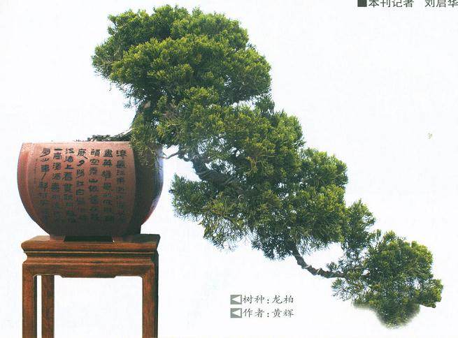 漯河市首届金三角杯书画盆景艺术展