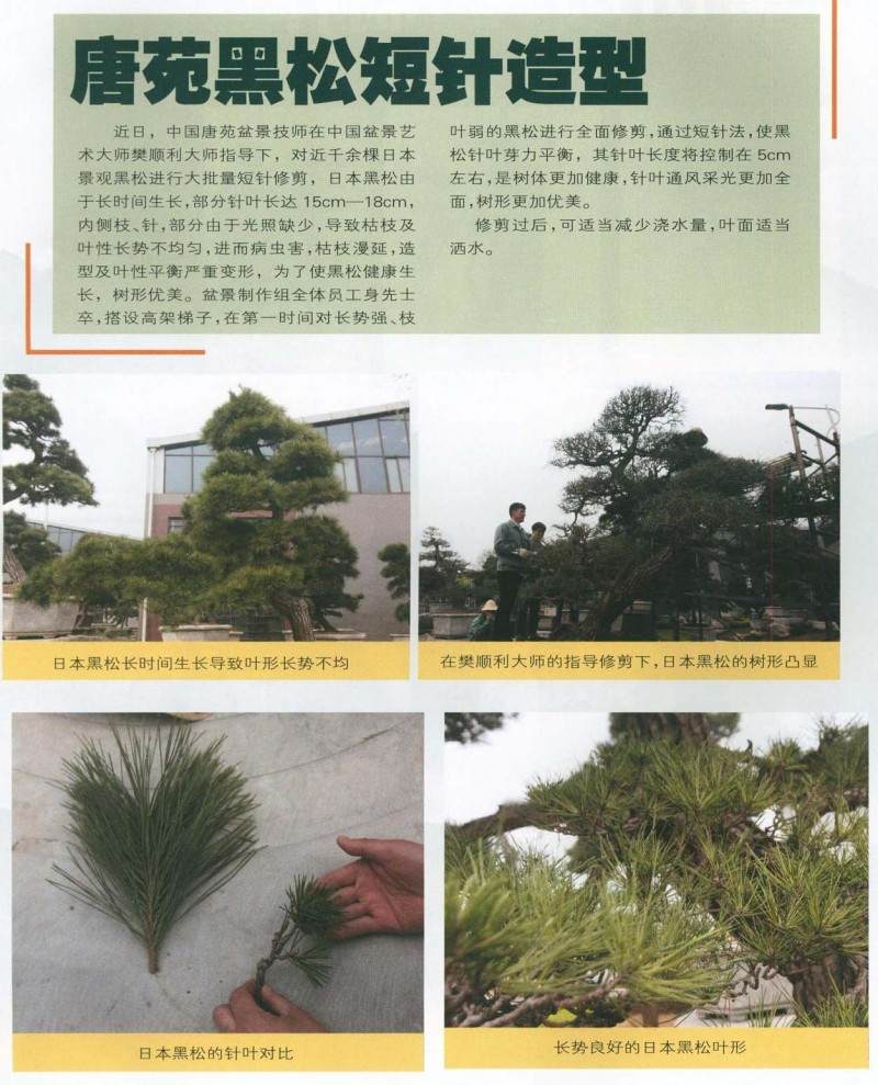 唐苑黑松短针盆景的造型方法【图解】