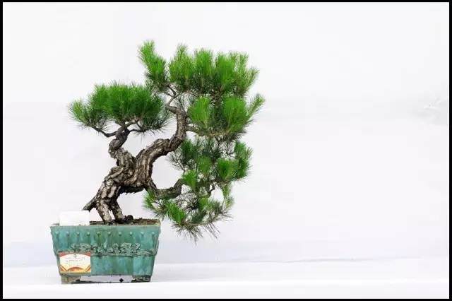 浅谈黑松盆景的取材上盆与造型