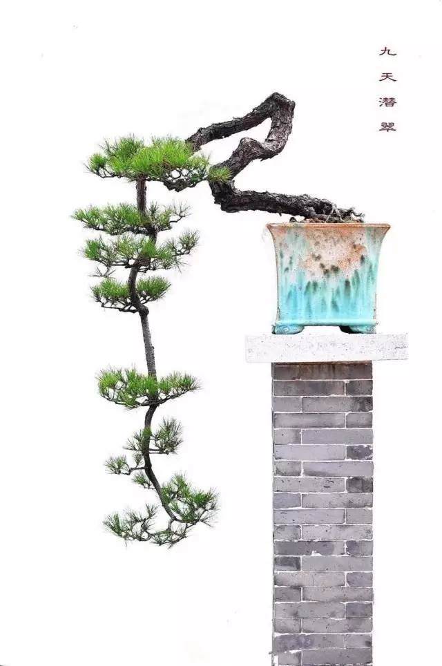 浅谈黑松盆景的取材上盆与造型