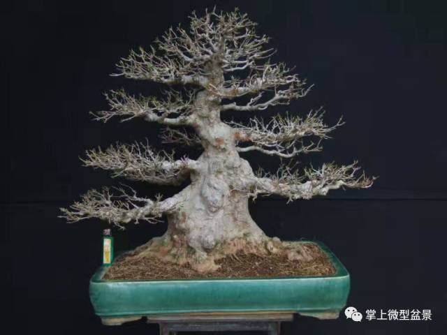 盆景桩景造型的基础——直杆型