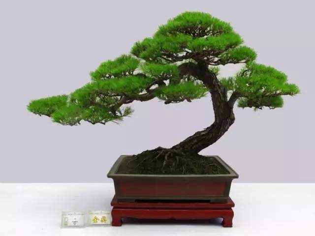 盆景桩景造型的基础——直杆型