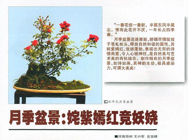 月季盆景的施肥与病虫防治