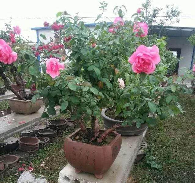 月季盆景的施肥与病虫防治