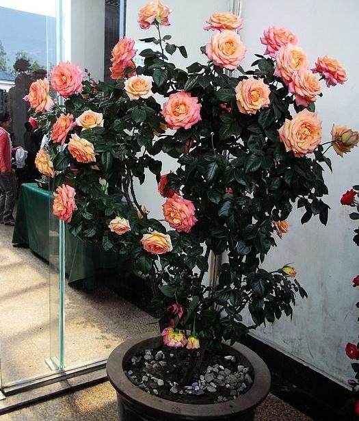 月季盆景的施肥与病虫防治