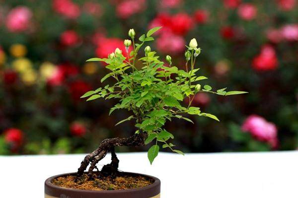 《花木盆景杂志》社征稿启示