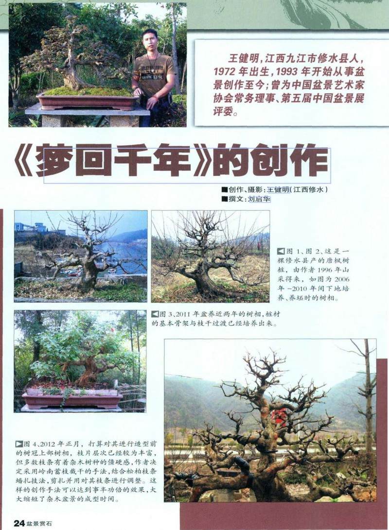 图解盆景的大飘枝造型手法