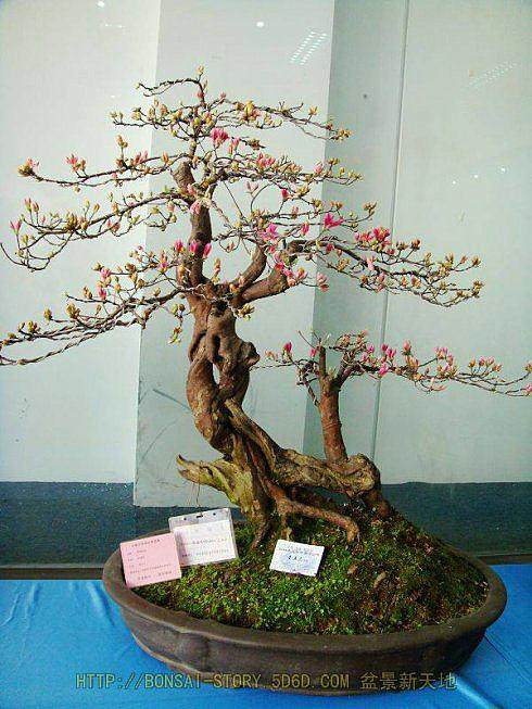 安徽300多盆的名贵盆景在世界花卉大观园内展示