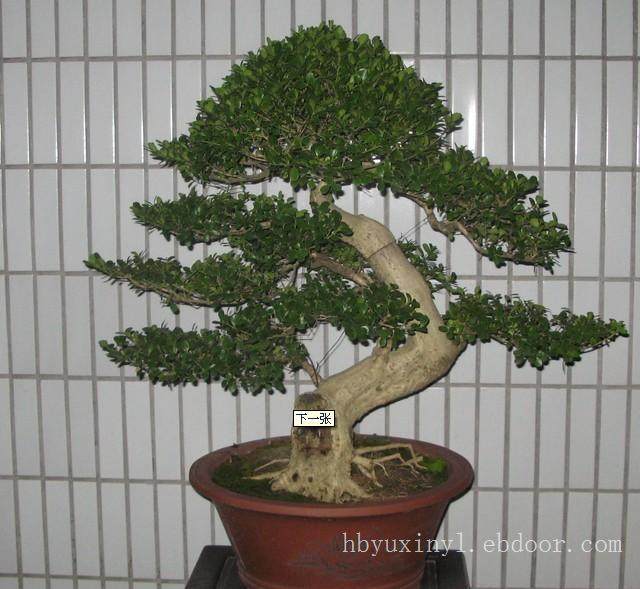 蚌埠市代表安徽省参展的盆景作品亮相绿博会