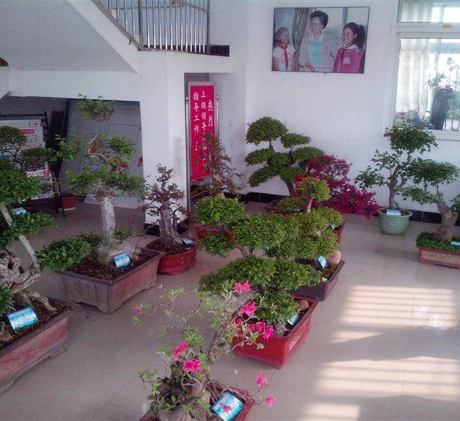 安徽省巢湖市正在举办烔炀镇首届农民盆景展