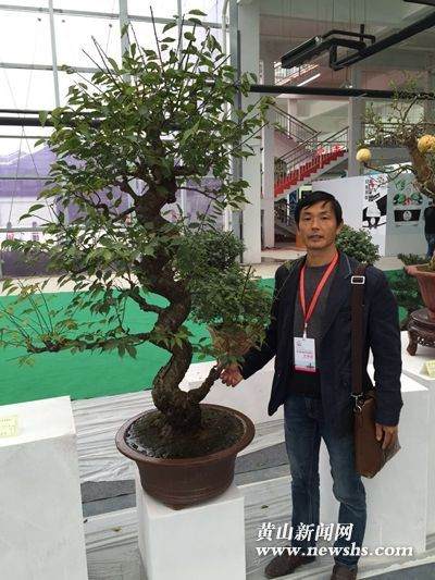 第七届安徽盆景博览会在阜阳市颍州区举办