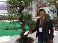 第七届安徽省盆景博览会在阜阳市颍州区举办