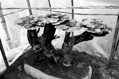 中国灵芝盆景之乡旌德县云乐乡