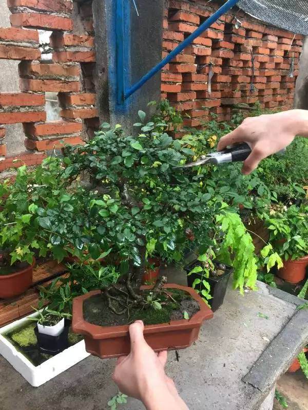 初识盆景,源于几年前,家里有了一位盆景初学者!