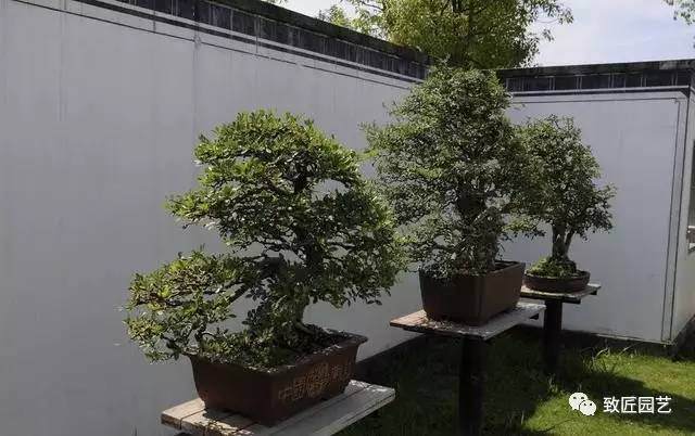 养盆景难不难？不是别人说了算