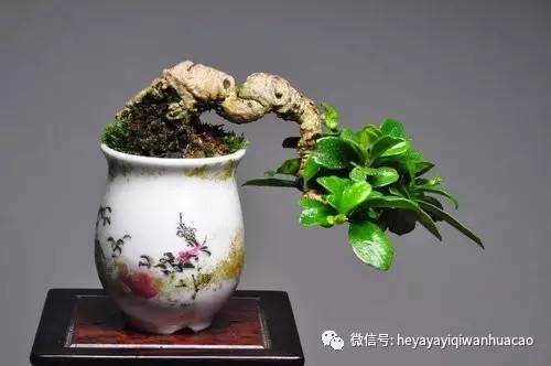 图解 怎么2年培育出属于你的微型盆景