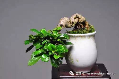 图解 怎么2年培育出属于你的微型盆景