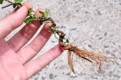 图解 怎么2年培育出属于你的微型盆景