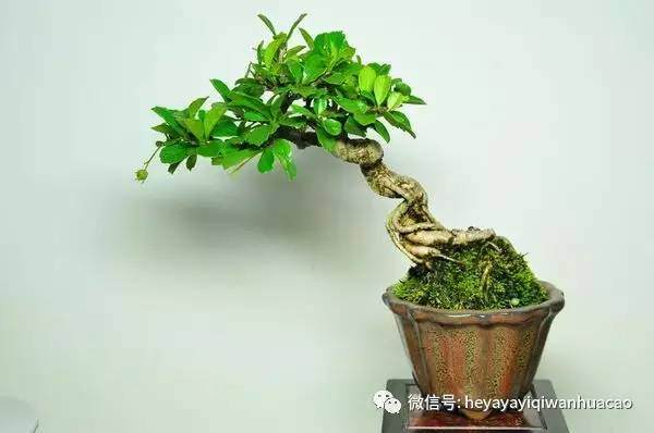 用对方法两三年培育出属于你的微型盆景