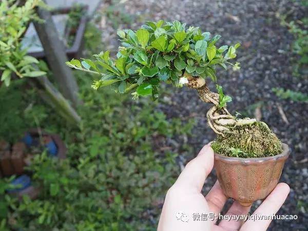 用对方法两三年培育出属于你的微型盆景