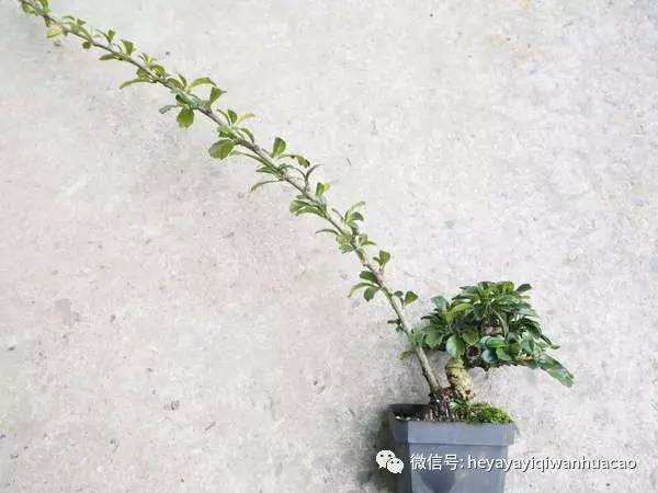 用对方法两三年培育出属于你的微型盆景