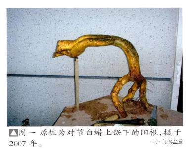 对节白蜡过桥盆景的造型过程【图解】