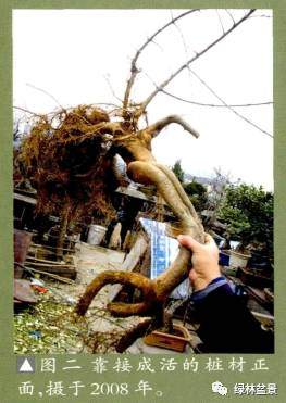 对节白蜡过桥盆景的造型过程【图解】