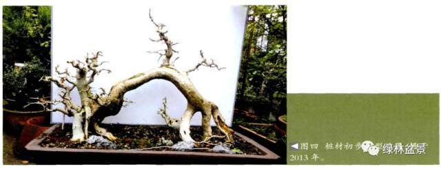 图解 对节白蜡过桥盆景怎么造型设计的过程