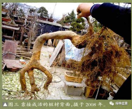 对节白蜡过桥盆景的造型过程【图解】